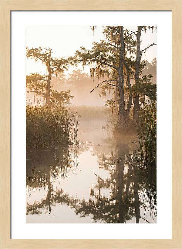 Everglades Morning Serenity