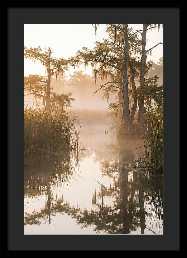 Everglades Morning Serenity