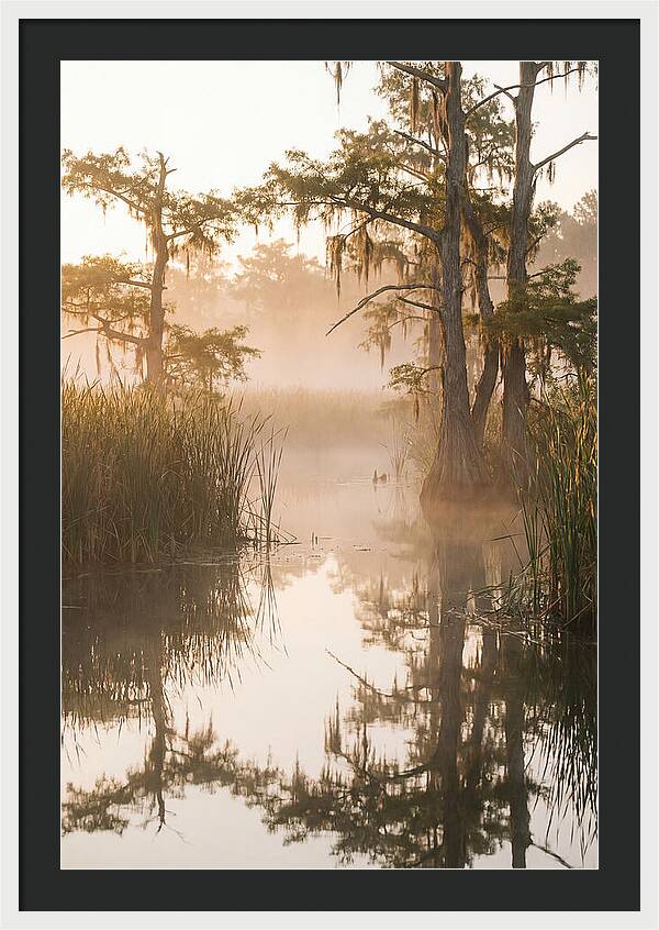 Everglades Morning Serenity