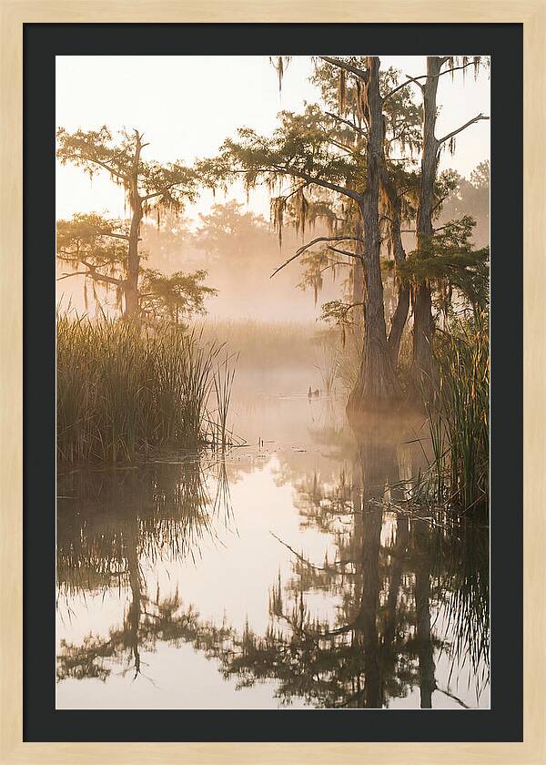 Everglades Morning Serenity
