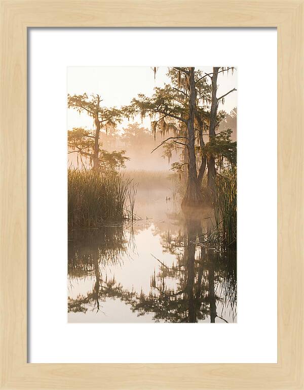 Everglades Morning Serenity