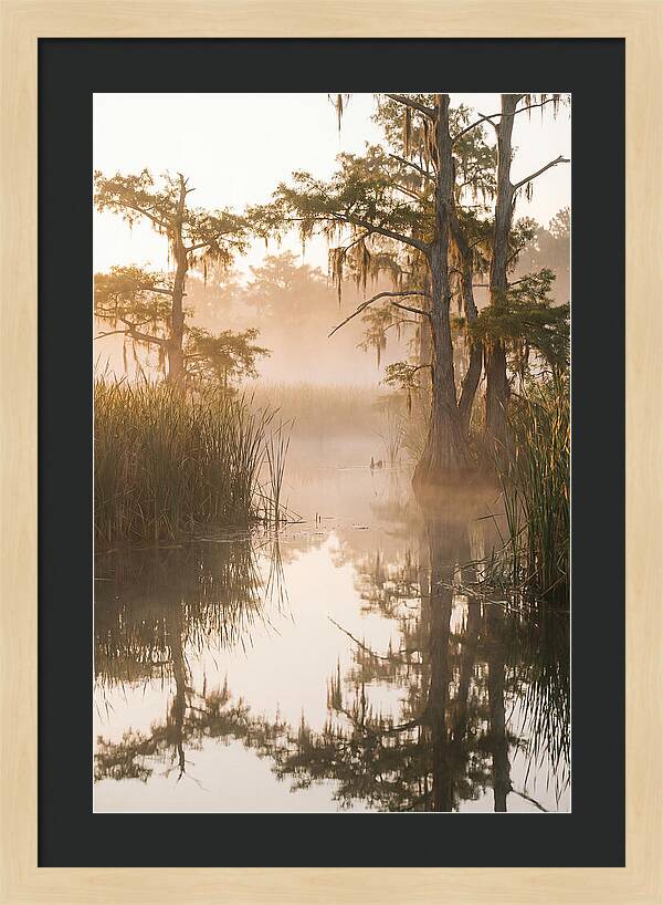 Everglades Morning Serenity