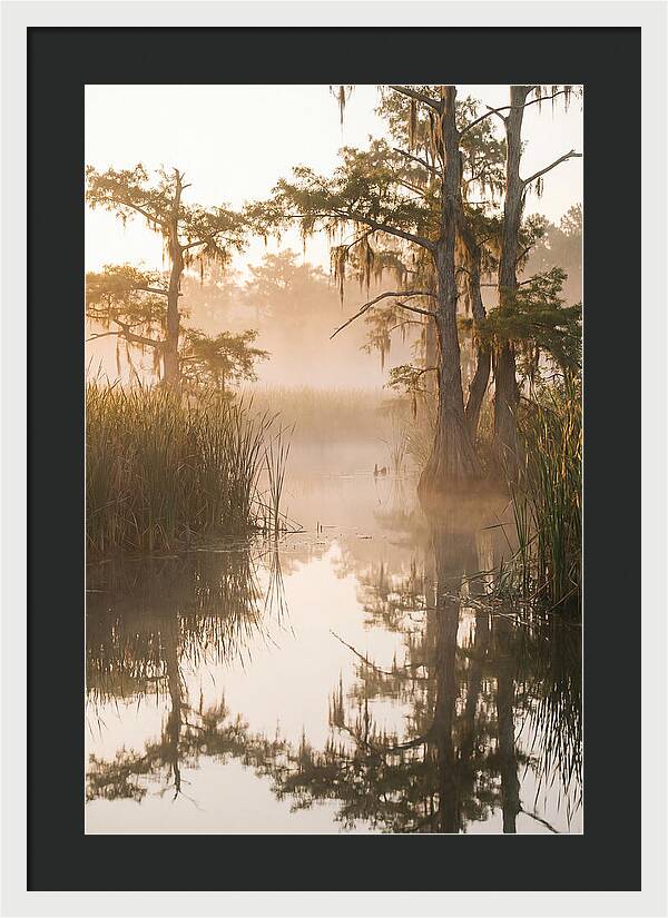 Everglades Morning Serenity