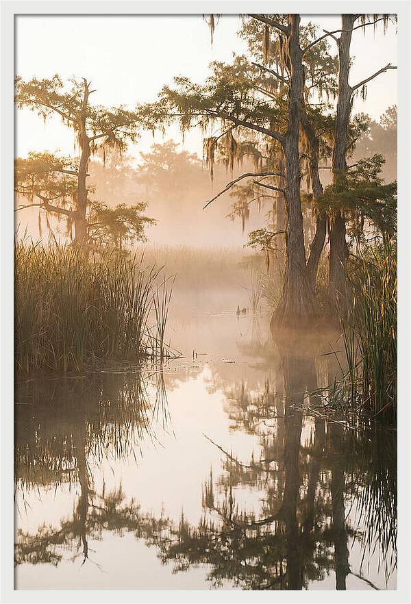 Everglades Morning Serenity