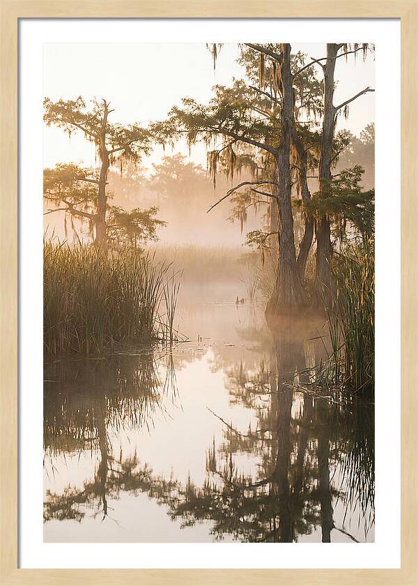 Everglades Morning Serenity