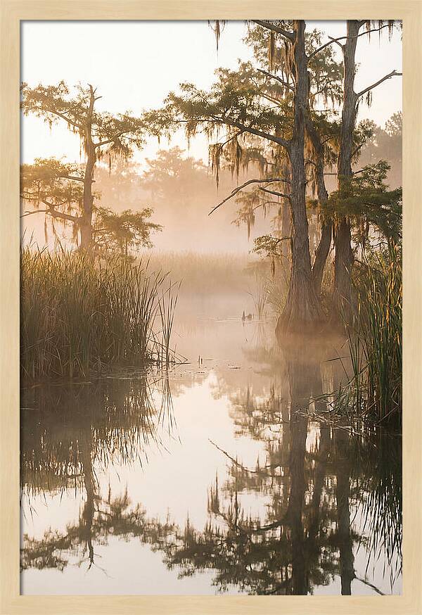 Everglades Morning Serenity