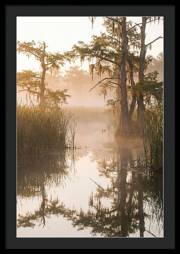 Everglades Morning Serenity