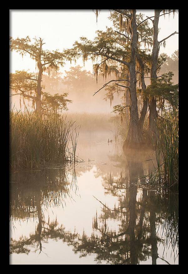 Everglades Morning Serenity