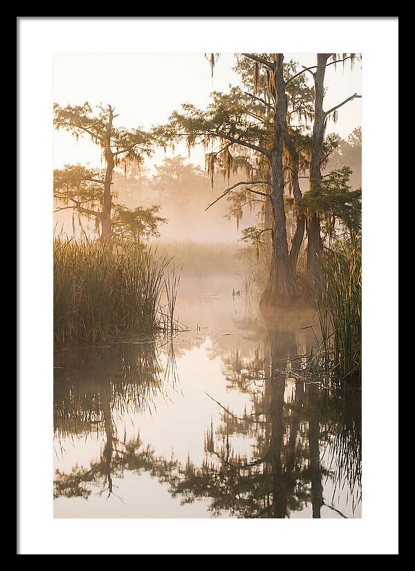 Everglades Morning Serenity