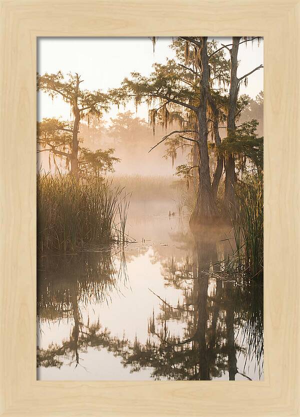 Everglades Morning Serenity