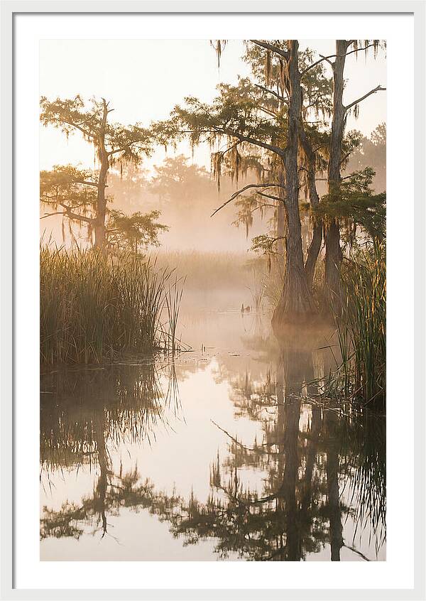 Everglades Morning Serenity