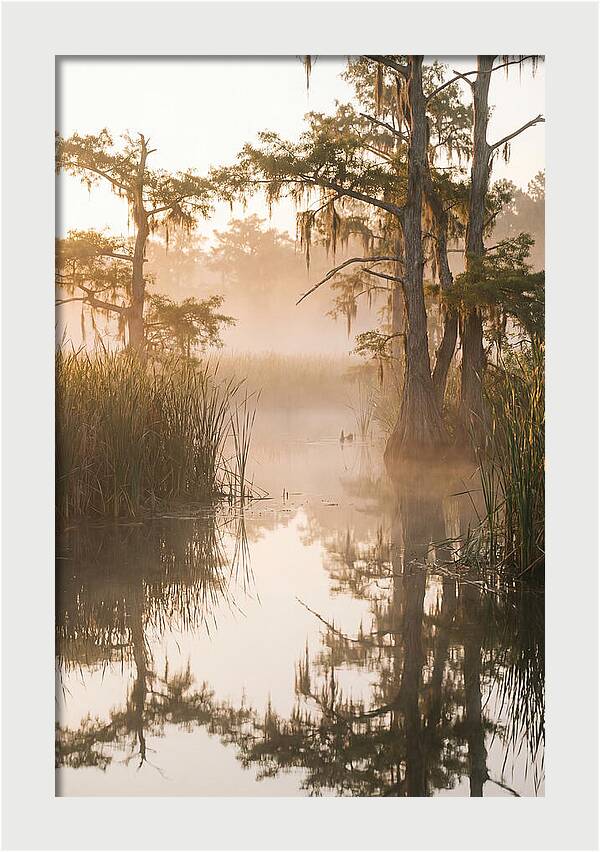 Everglades Morning Serenity