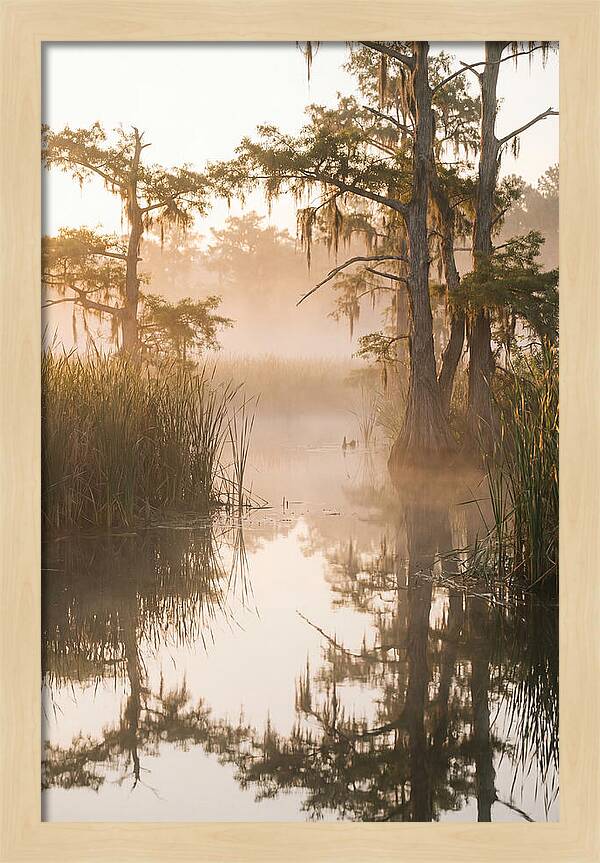 Everglades Morning Serenity