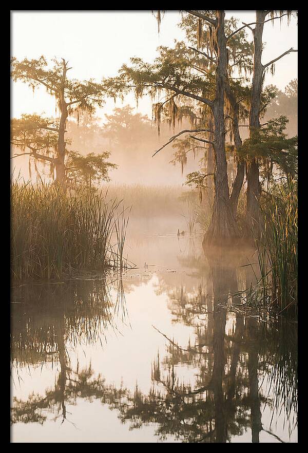 Everglades Morning Serenity