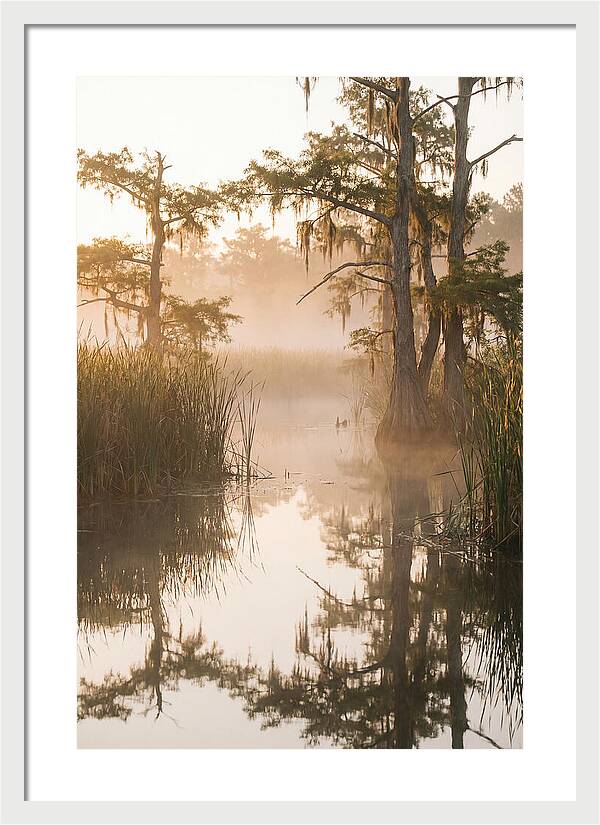 Everglades Morning Serenity