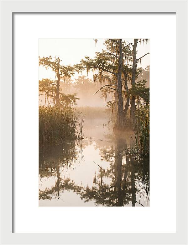 Everglades Morning Serenity