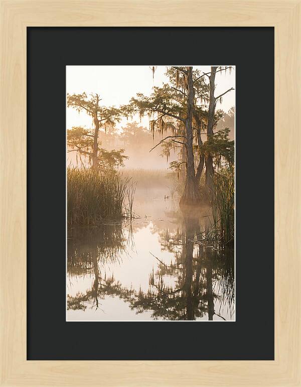Everglades Morning Serenity