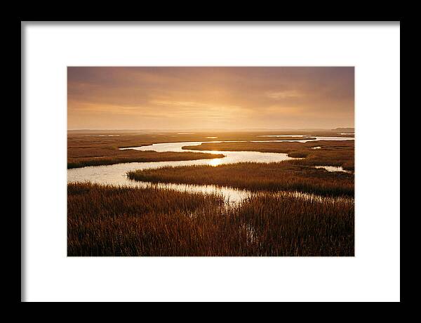 Everglades Wetland Serenity