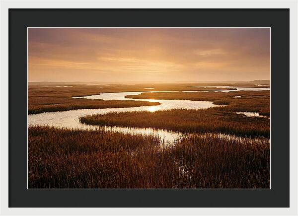 Everglades Wetland Serenity