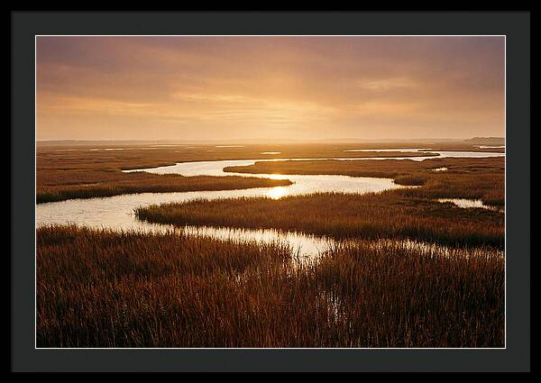 Everglades Wetland Serenity