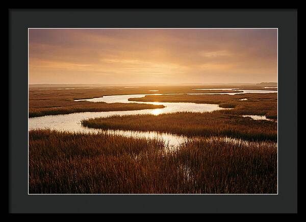 Everglades Wetland Serenity