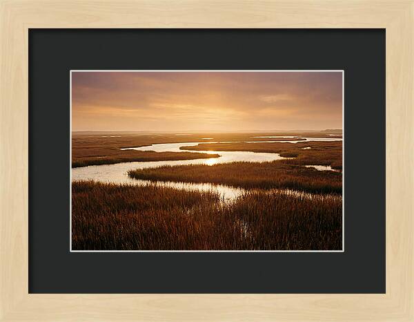 Everglades Wetland Serenity