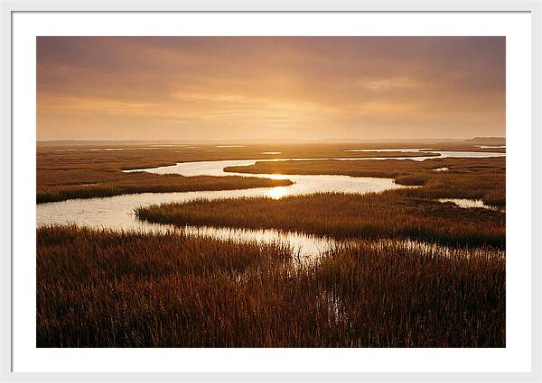 Everglades Wetland Serenity