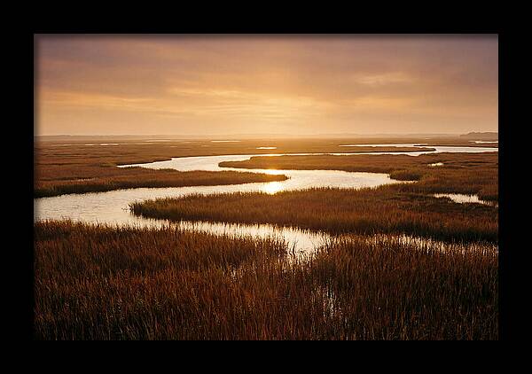 Everglades Wetland Serenity