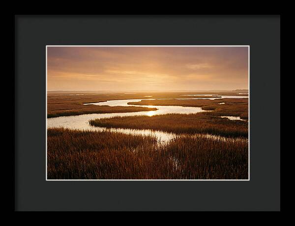Everglades Wetland Serenity