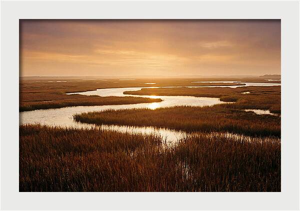 Everglades Wetland Serenity