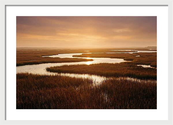 Everglades Wetland Serenity