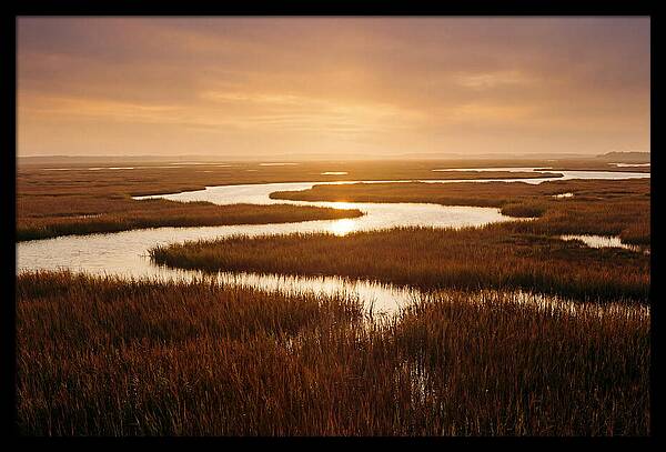 Everglades Wetland Serenity