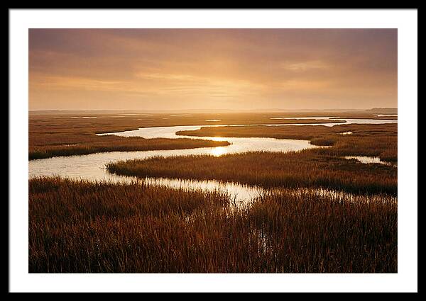 Everglades Wetland Serenity