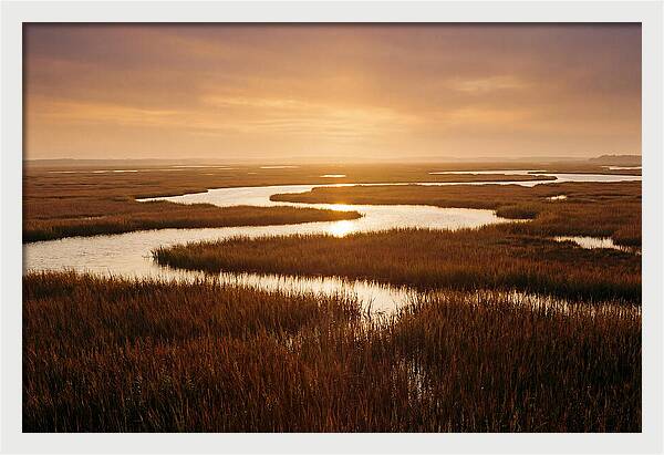 Everglades Wetland Serenity