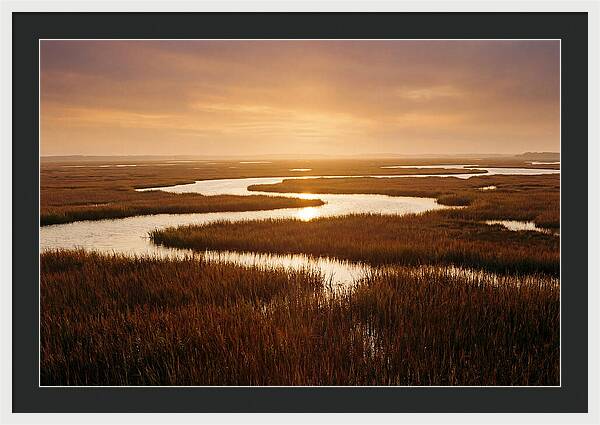 Everglades Wetland Serenity