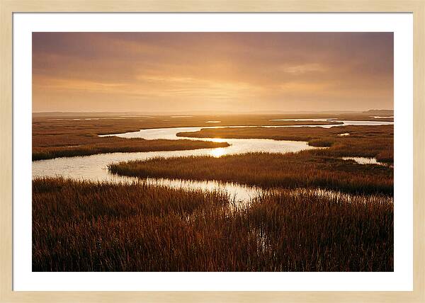 Everglades Wetland Serenity