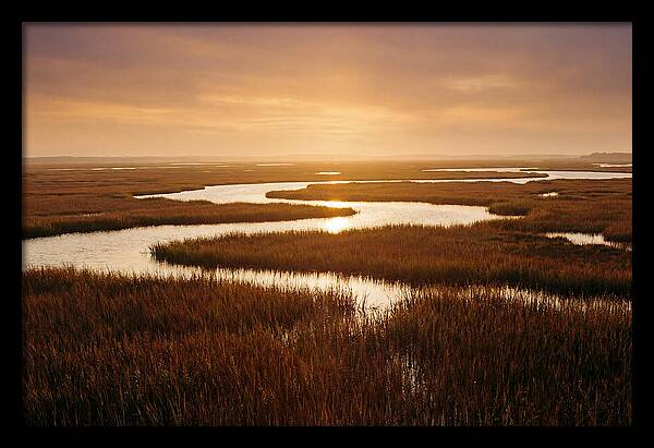 Everglades Wetland Serenity