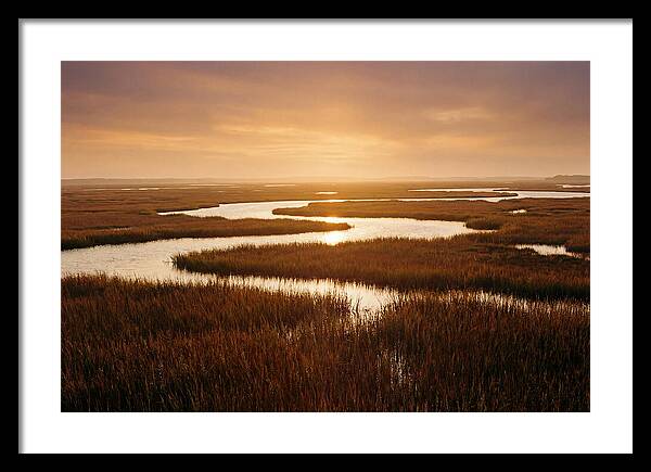 Everglades Wetland Serenity