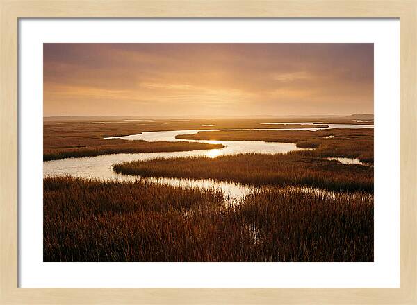 Everglades Wetland Serenity