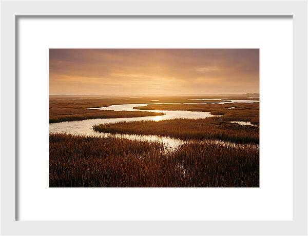 Everglades Wetland Serenity