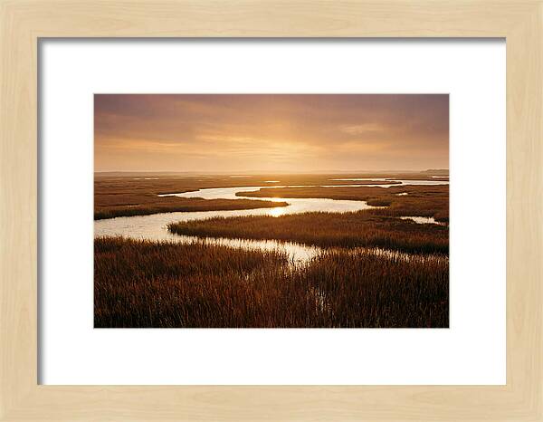 Everglades Wetland Serenity