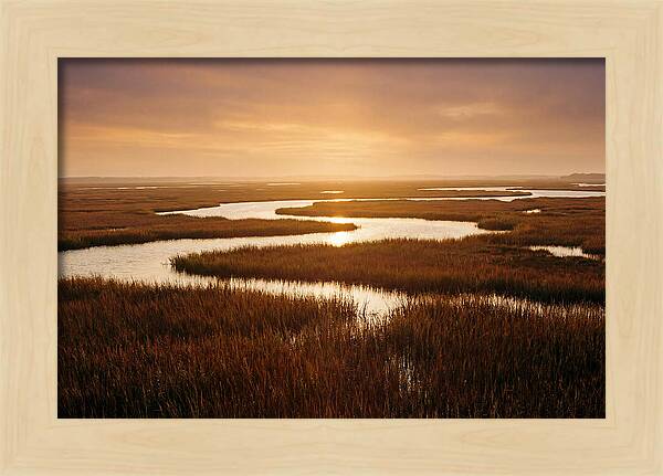 Everglades Wetland Serenity