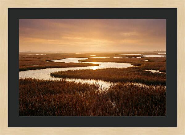Everglades Wetland Serenity