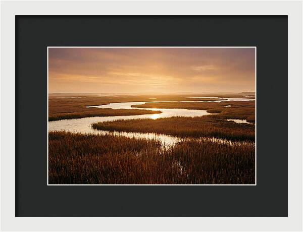 Everglades Wetland Serenity