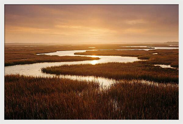 Everglades Wetland Serenity