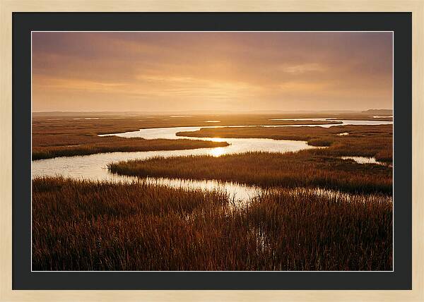 Everglades Wetland Serenity