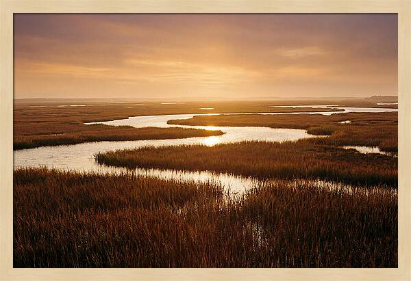 Everglades Wetland Serenity