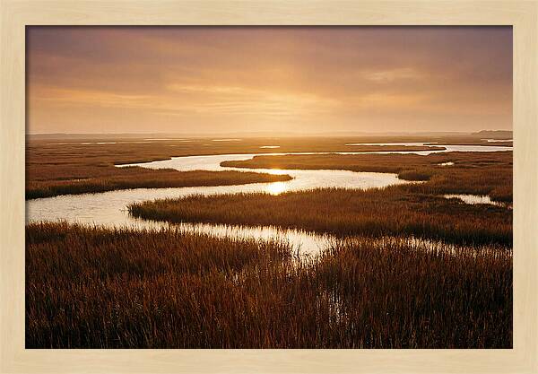 Everglades Wetland Serenity