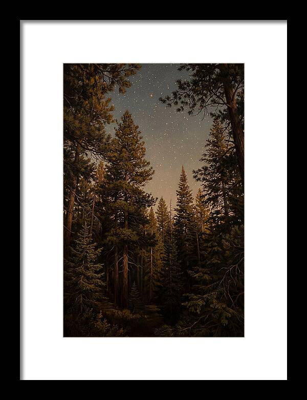 Evergreen Forest Beneath Starry Sky