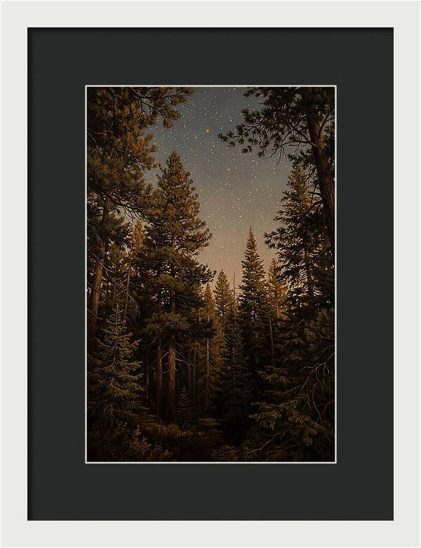 Evergreen Forest Beneath Starry Sky